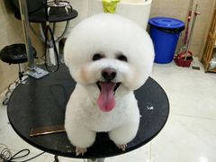 -多卡布奇宠物生活馆(上林世家店)