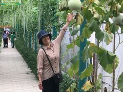 -马陆小张葡萄园农家乐