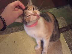 -大可堂普洱茶馆(襄阳南路馆)