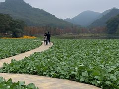 -广州市石门国家森林公园