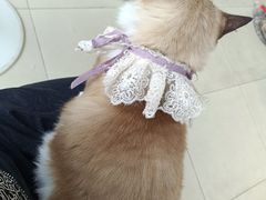 -怪兽屋·羊驼·猫咖·狗咖(俊华广场店)