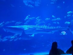 -烟台海昌鲸鲨海洋公园