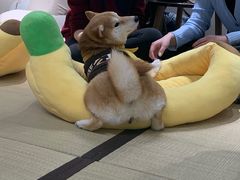 -逗柴咖啡屋·狗咖猫咖宠物桌游
