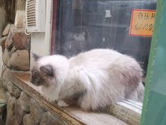 -猫咪博物馆(顶澳仔猫街店)
