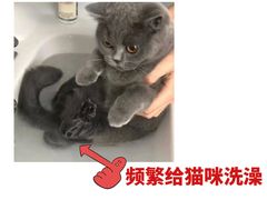 -翊宠yipet猫狗购宠庄园犬舍•猫舍