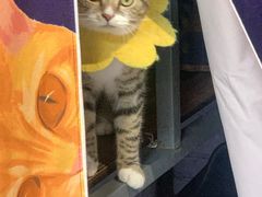 -喵屿·大理花园猫咖