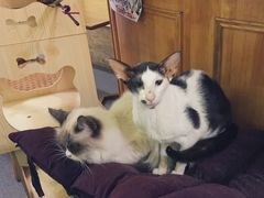 -猫色咖啡·猫咖