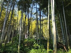 -东明山森林公园