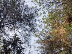 -铁山坪森林公园