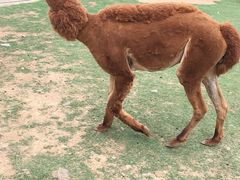 -无锡动物园·太湖欢乐园