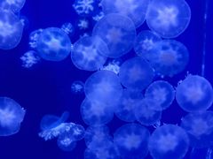 -海合安武汉极地海洋公园
