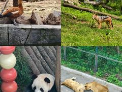 -大连森林动物园