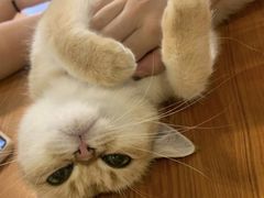 -猫小院猫主题餐厅(三里屯店)