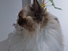-琪喵猫屋·撸猫猫咖·猫舍