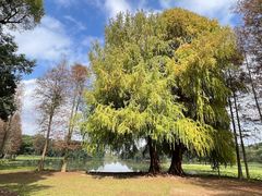 -南宁良凤江国家森林公园