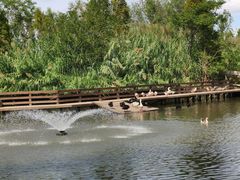 -溱湖国家湿地公园