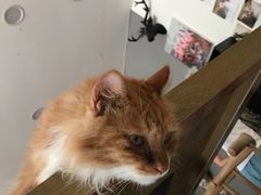 -平行世界·猫咖(首经贸店)
