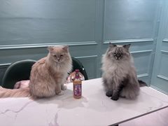 -安格丽娜·狗咖·猫咖羊驼咖(春熙路百盛商场店)