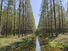 -黄海国家森林公园