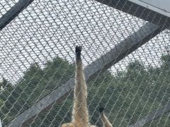 -合肥野生动物园