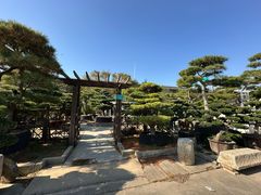 -龙大花卉苗木市场