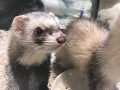 -momokira米努特·德文卷毛猫·棉花面纱犬