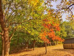 -九里河湿地公园