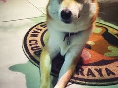 -柴务处·柴犬主题狗咖