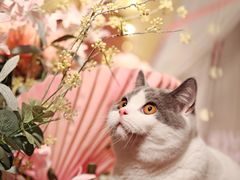 -超宠爱宠物摄影-Super pet
