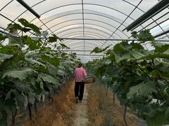 -马陆小张葡萄园农家乐