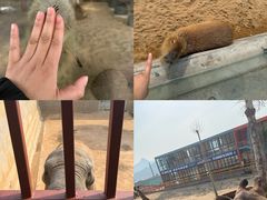 -西霞口神雕山野生动物世界