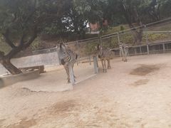 -泉州海丝野生动物世界