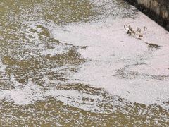 -高东镇樱花园