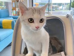 -爱妮康宠物医院·干细胞免疫细胞·肿瘤·心脏(张江店)