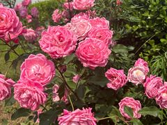 -胡悦里韩式烤肉(莱阳总店)