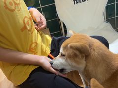 -是阿柴呀！柴犬咖啡·爱喵喵猫咖