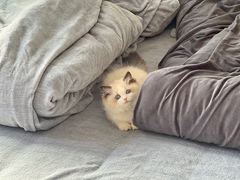 -欣宠猫屋·矮脚拿破仑·蓝金金渐层