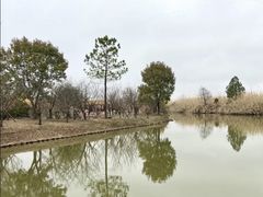 -宁波杭州湾国家湿地公园