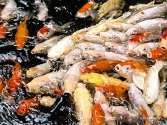 -侠成水上农庄(工业大道店)
