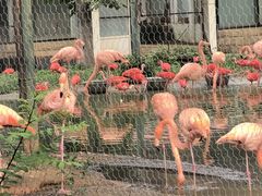 -石家庄市动物园