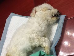 -爱侣宠医·鹦鹉专科·小型哺乳类·异宠专科(灵石路店)