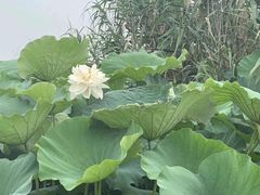 -荷塘月色湿地公园·向阳花洲