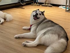 -Husky Go! 哈士奇体验馆·宠物咖啡厅狗咖