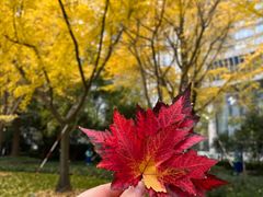 -陆家嘴中心绿地