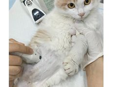 -爱妮康宠物医院·干细胞免疫细胞·肿瘤·心脏(张江店)