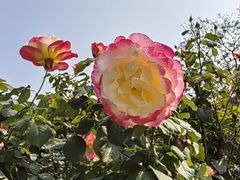 -人民公园(罗湖区)