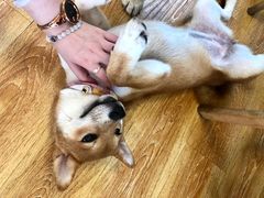 -柴犬高等学院·狗咖·柴犬售卖·宠物训练