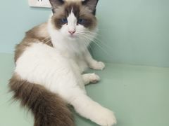 -怪兽屋·羊驼·猫咖·狗咖(俊华广场店)