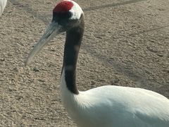 -盐城丹顶鹤湿地生态旅游区