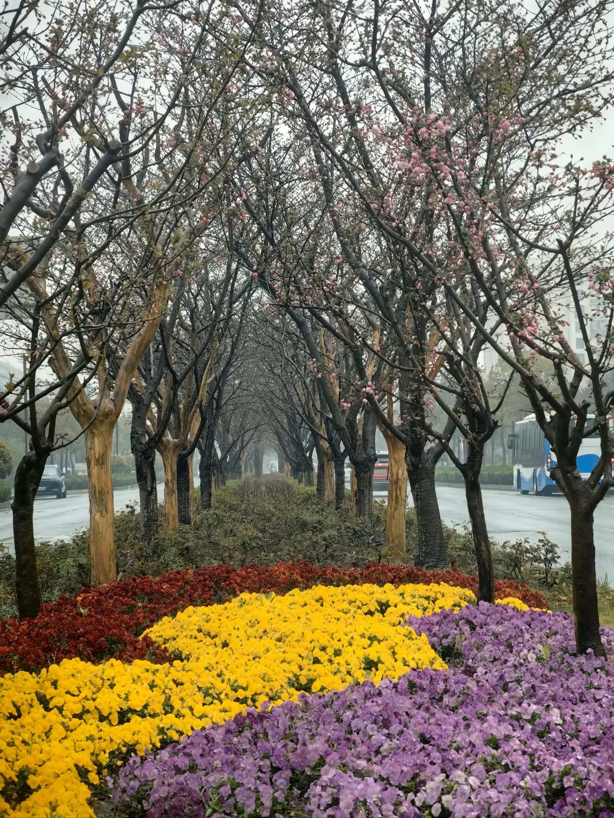 今年的樱花没有开